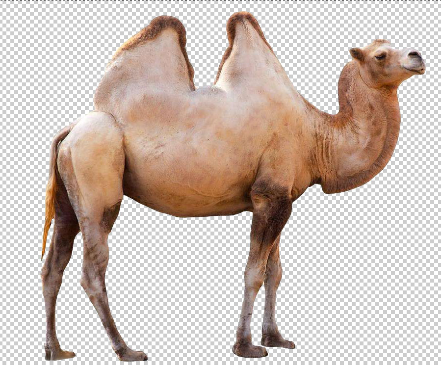 Ь�Ӻ���PS����ɳĮ���}����Ь����