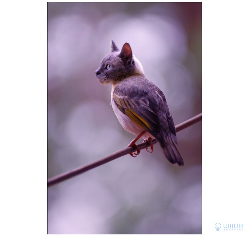 Photoshop創意的合成貓咪頭像的貓頭鷹