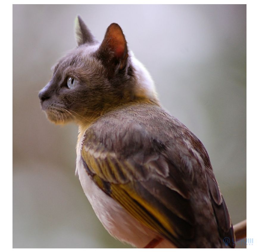 Photoshop創意的合成貓咪頭像的貓頭鷹