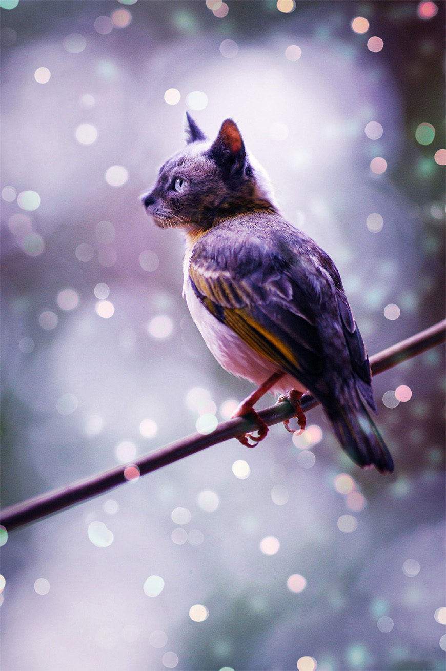 Photoshop����ĺϳ�؈���^���؈�^��