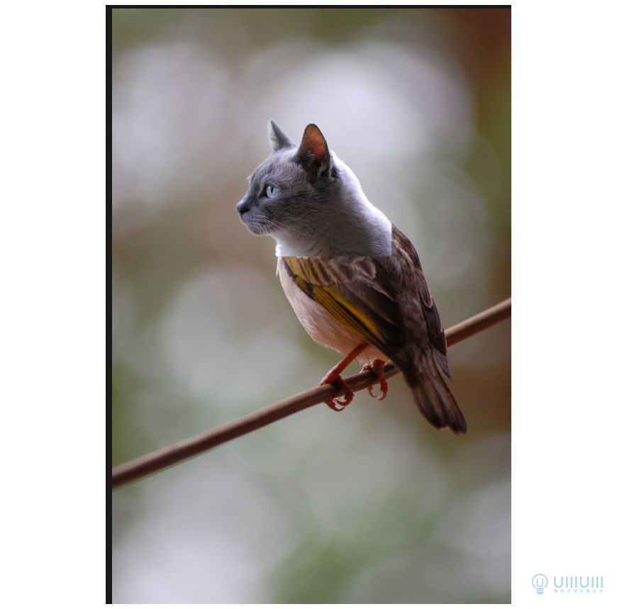 Photoshop創意的合成貓咪頭像的貓頭鷹